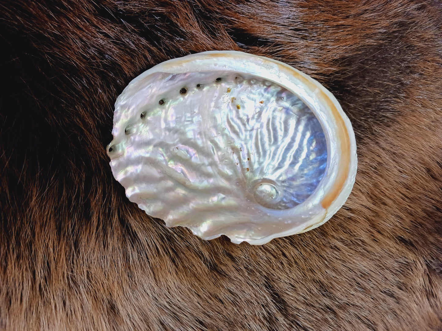Abalone Shell
