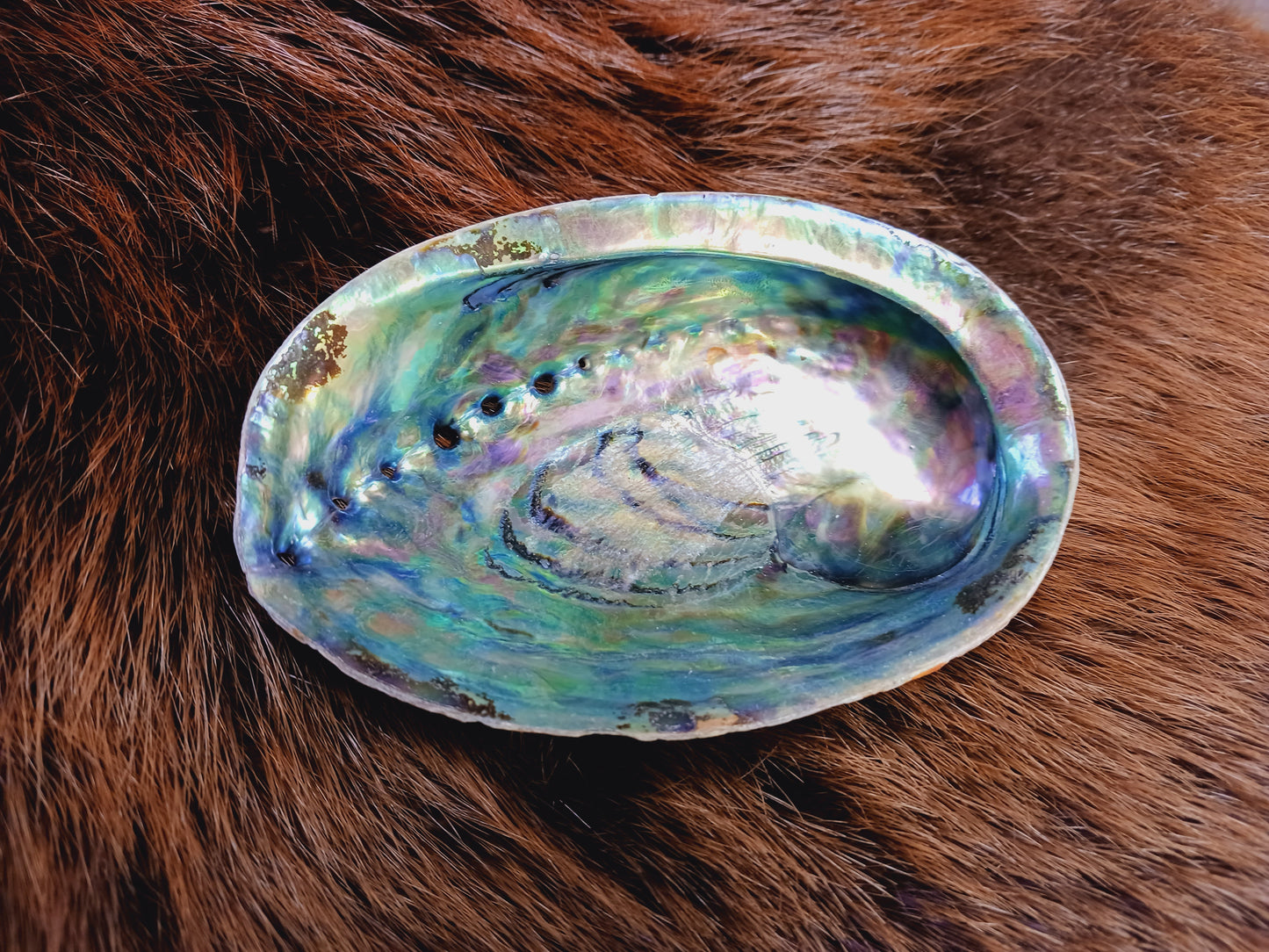 Abalone Shell
