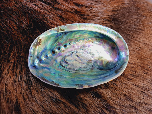 Abalone Shell