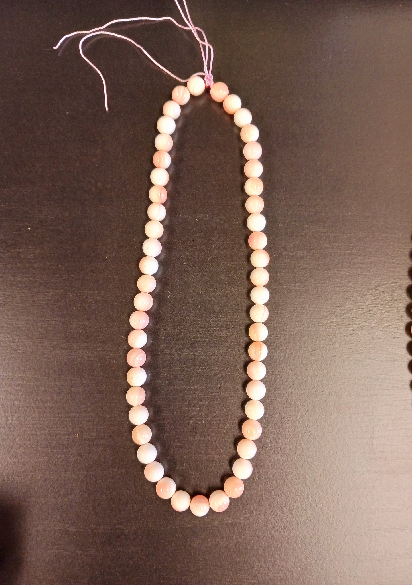 Pink Conch Shell