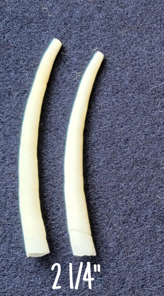 Dentalium Shell