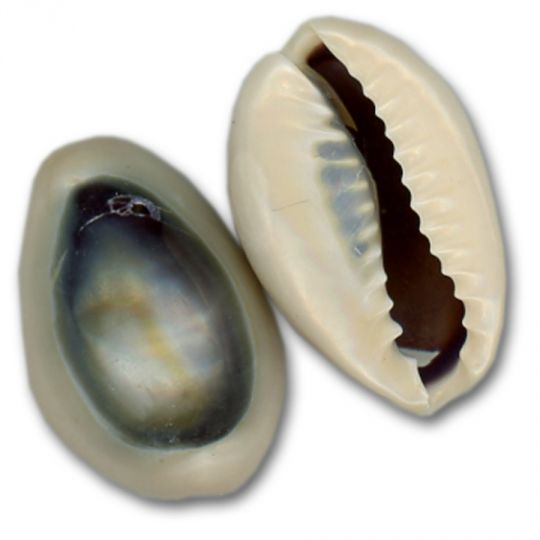 Shells Purple Top Ringtop Cowrie Drilled