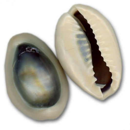 Shells Purple Top Ringtop Cowrie Drilled