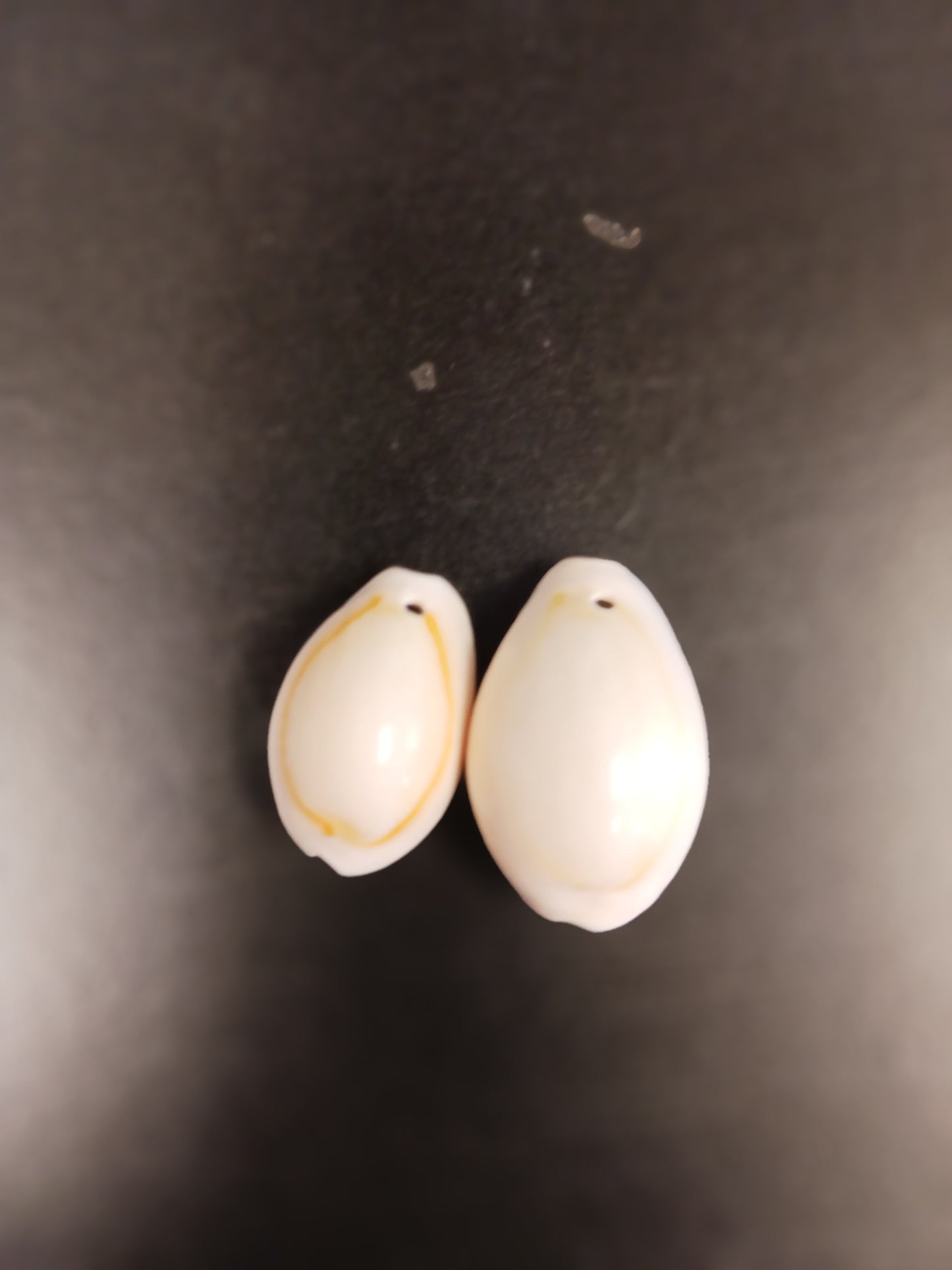 White Ringtop Cowrie Shells - Drilled