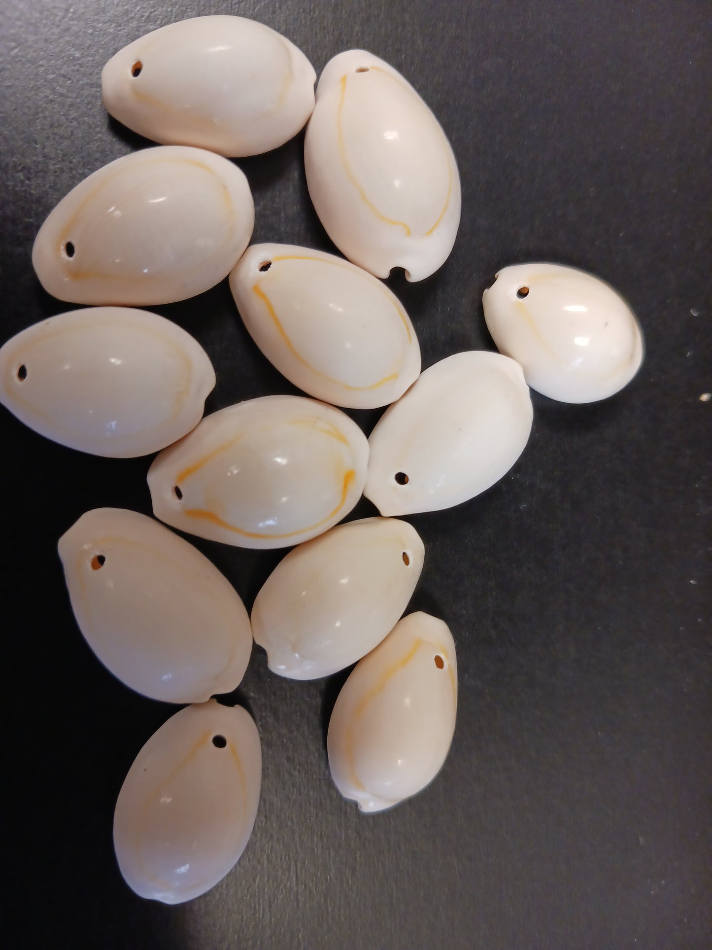 White Ringtop Cowrie Shells - Drilled