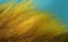 Large Northern Bucktail Deer Hair