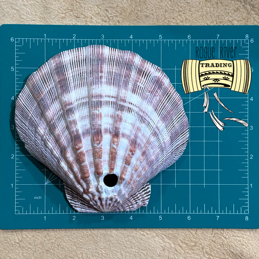 Scallop Shells 5-6 inches