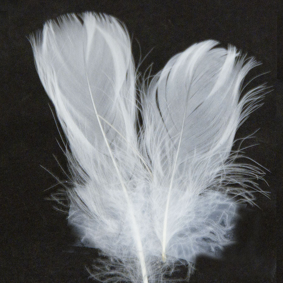 Florette Feathers 1 oz)