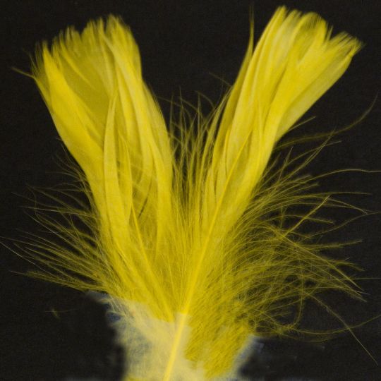 Florette Feathers , 3"-5" (1/2 oz)