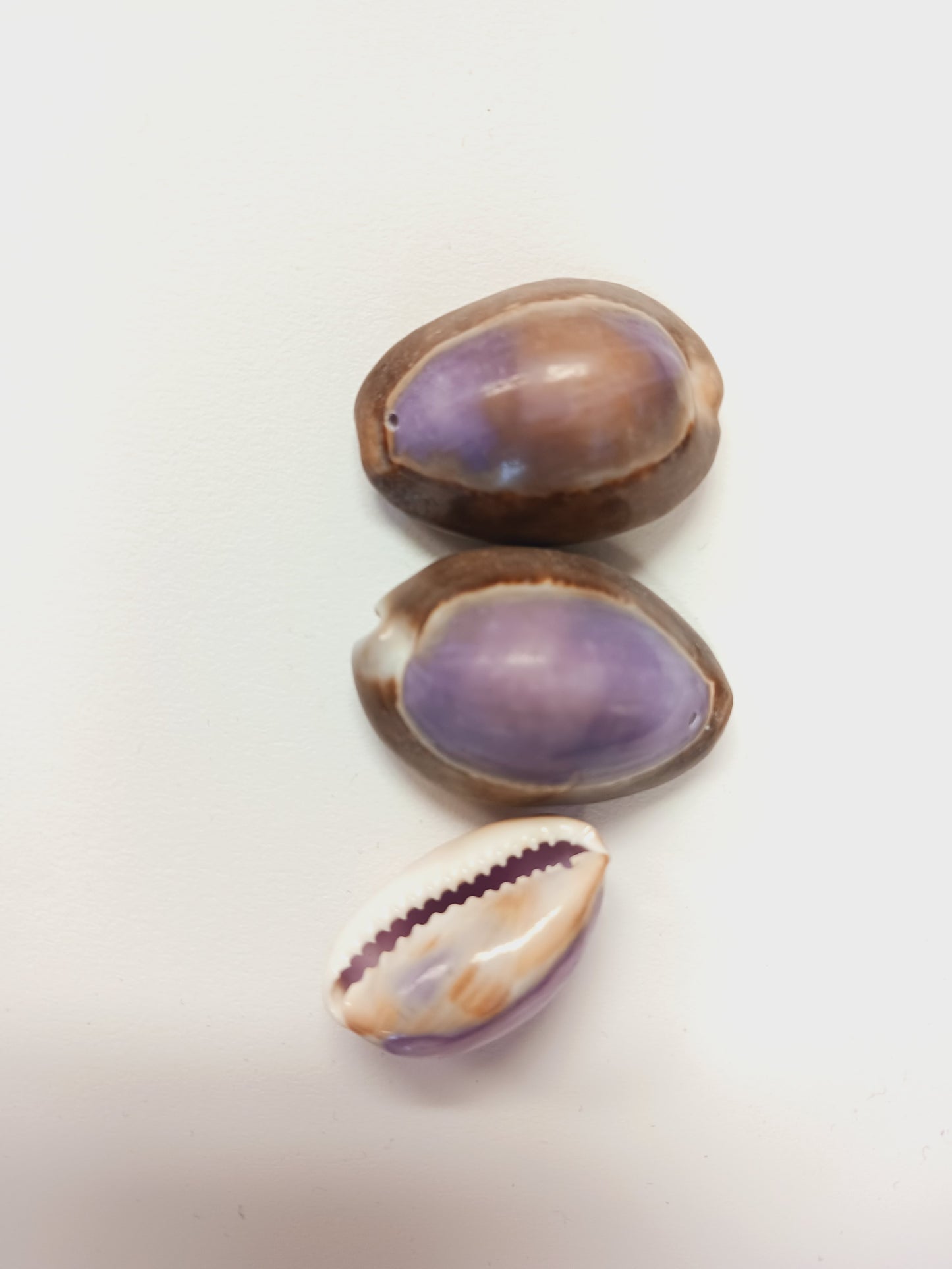 Shells Purple Top Ringtop Cowrie Drilled