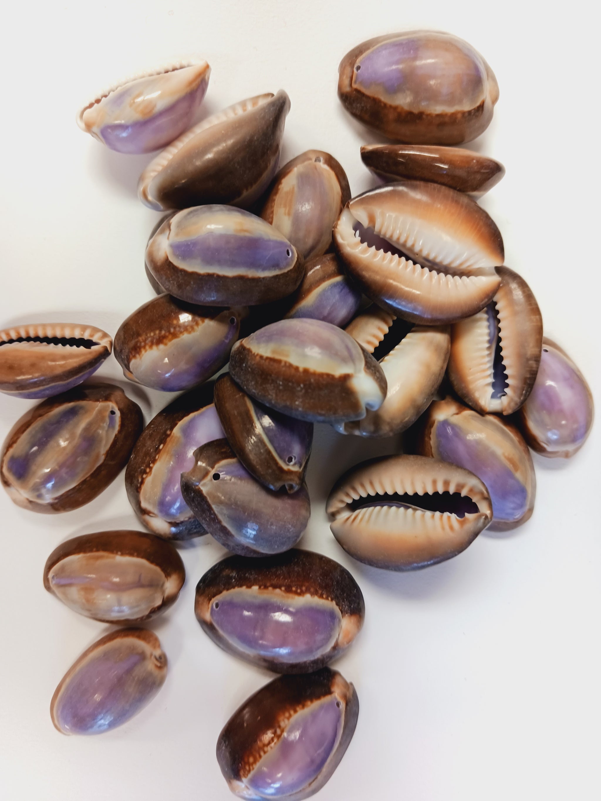 Shells Purple Top Ringtop Cowrie Drilled