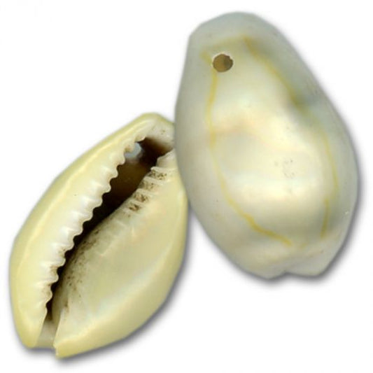 Ringtop Cowrie Shells - Drilled