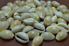 Ringtop Cowrie Shells - Drilled